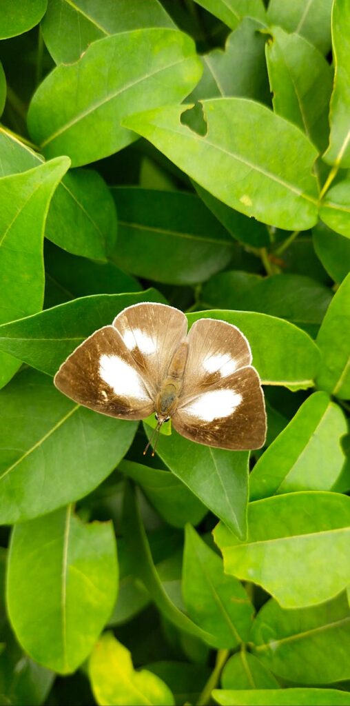 DARI ULAT JADI KUPU-KUPU | 1PETRUS1:3-5